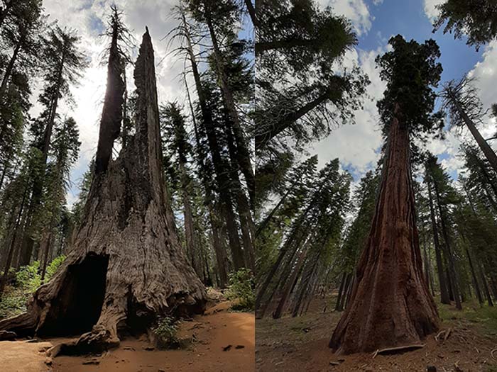 Yosemite Park - Tuolumne Grove