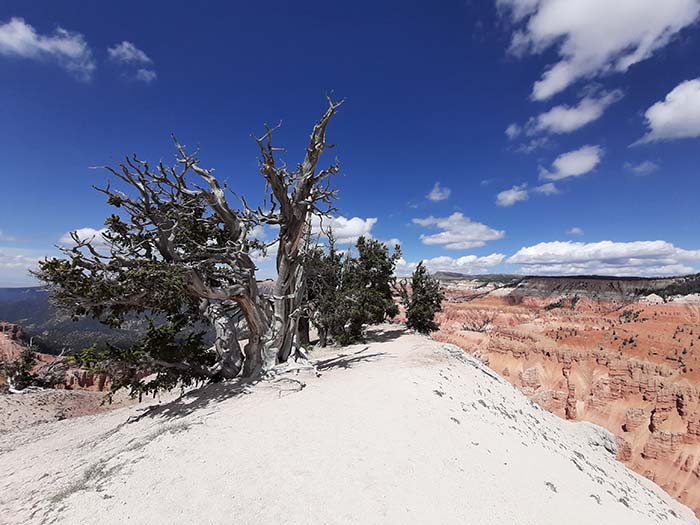 Zion National Park - Bristlecone pile bomen