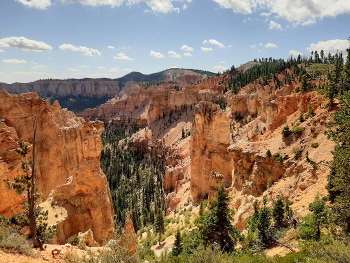 Bryce Canyon - Black Birch