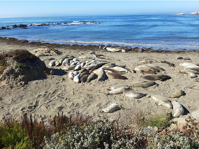 Zeeolifanten in San Simeon